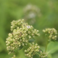 Hedyotis fruticosa L.